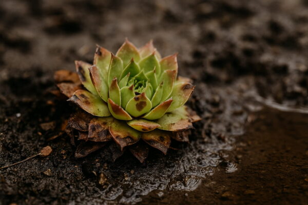 Winterharte Sukkulente mit typischen Schäden durch Nässe und Frost