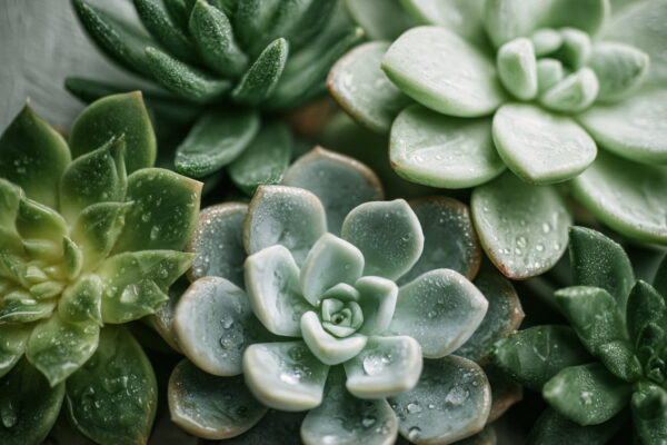 Sukkulenten in Nahaufnahme mit dicken Blättern, die Wasser speichern.